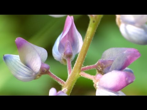 download lagu mp3 mp4 Wild Lupine Plant, download lagu Wild Lupine Plant gratis, unduh video klip Wild Lupine Plant