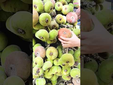 #shortvideo #anjar plant Ph,,9564995633