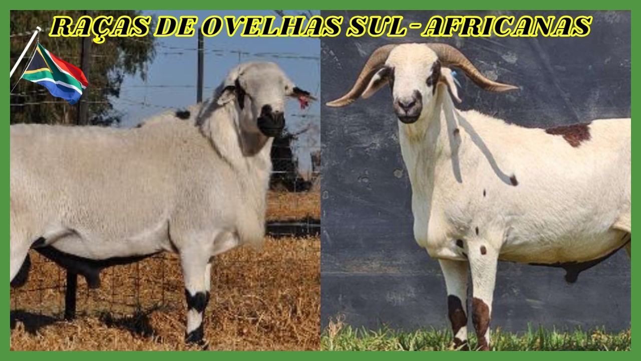 Descubra 5 Raças de Ovelhas Sul Africanas que Você Precisa Conhecer! 🐑🇿🇦 #ovelha #ovelhas #carneiro