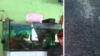 Download lagu Simens Star Trio - Dirohangki Nang Di Rohami mp3