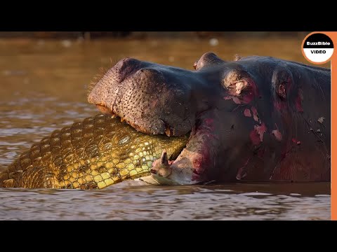 Crocodiles Are The Last Thing Hippos Want To Party With in The Wild