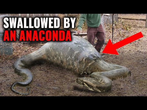 9 Terrifying Snake Encounters