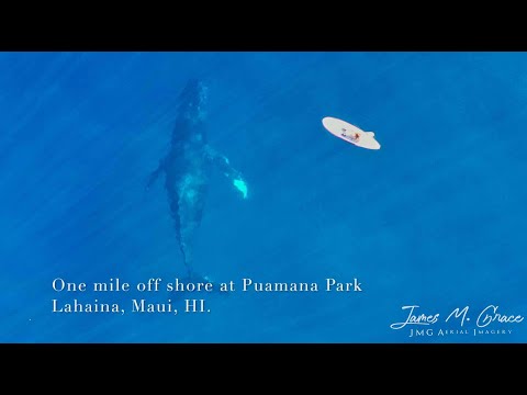 Whales in Maui  02.05.2019   JMG Aerial Imagery