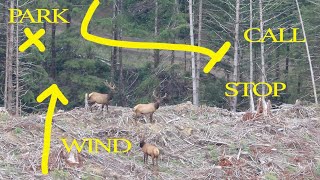 Learn to HUNT ROOSEVELT ELK: Tips from a guide