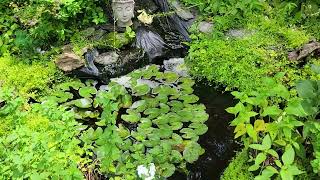 Outdoor Pond Update (6/14/26)