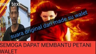 Download lagu Suara walet original open proctek inap birahi MAP 2019 mp3