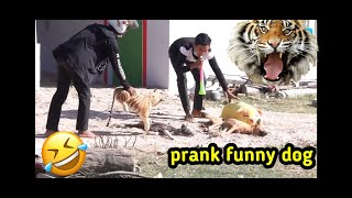 Fake Lion Prank Dog So Funny Can Not Stop Laugh Must Watch New Funny Prank Video 2022