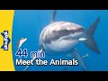 Meet The Animals 44 Min Shark Alligator Cheetah Fox Bear Gorilla Educational Videos