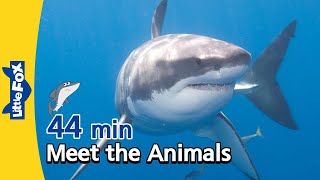 Meet the Animals 44 min  Shark Alligator Cheetah F