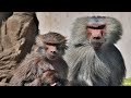 Real Life Baboon Gang Steal Cars, Handbags and Antagonize Humans | Baboon Bandits | Real Wild