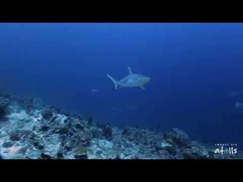 So many sharks in Huvadhoo Atoll - Maldives 2014