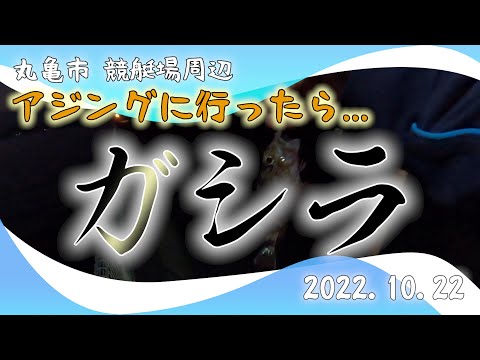 ガシラ(アジング) 丸亀市競艇場周辺 2022.10.22