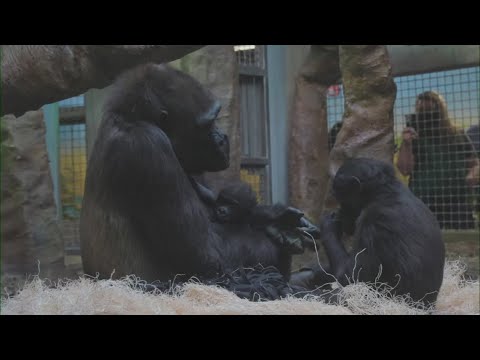 Cleveland Metroparks Zoo share update on baby gorilla Jameela's progress amid fostering effort