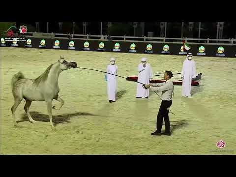N.274 EMAR AVI - UAE National Championship 2020 - Stallions 4-6 Years Old (Class 10A).mp4