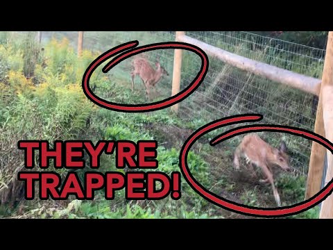 I Accidentally Trapped Two Fawns (SAVE THEM!)