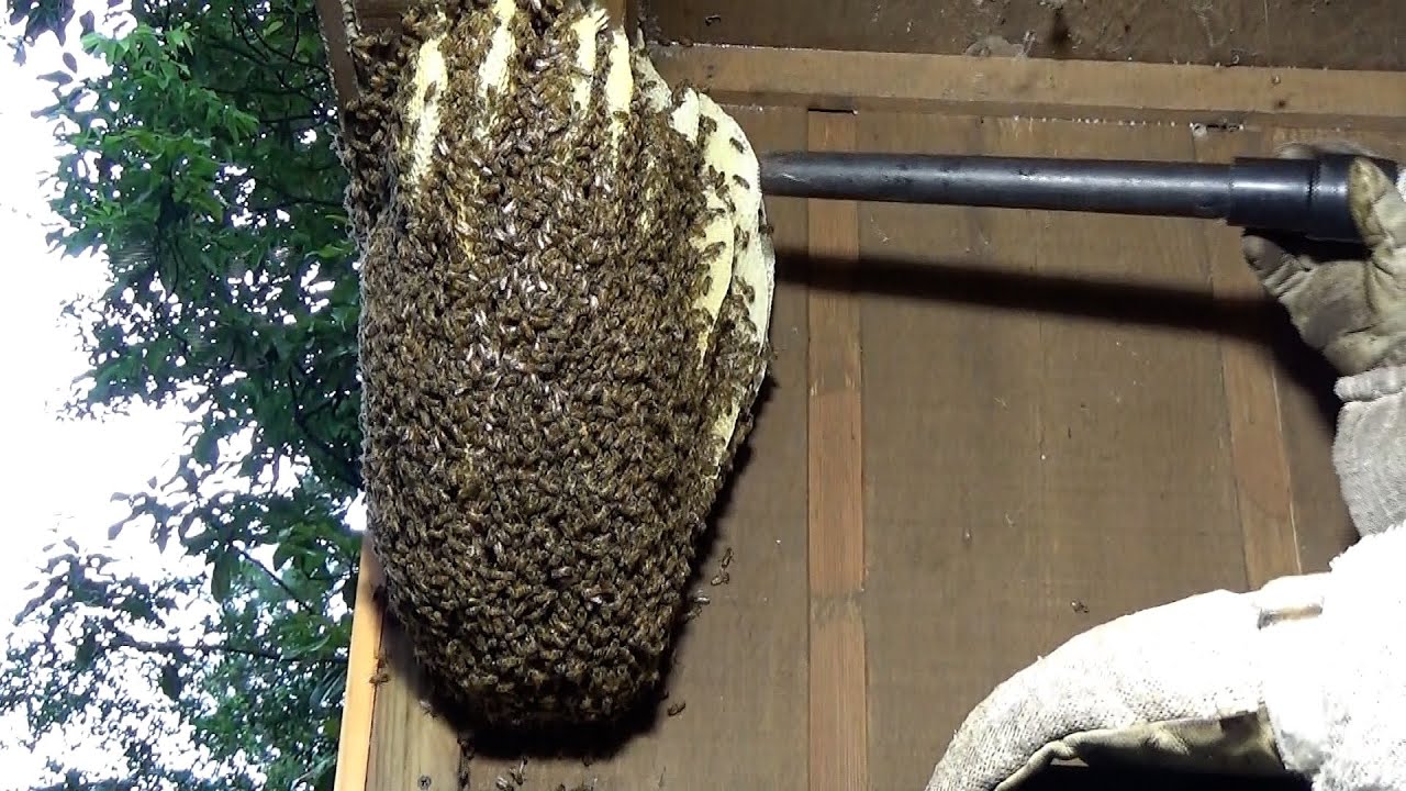 Why do bees build open air colonies?