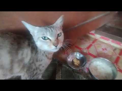 Beloved Cat Trying to itch her face on camera #cats