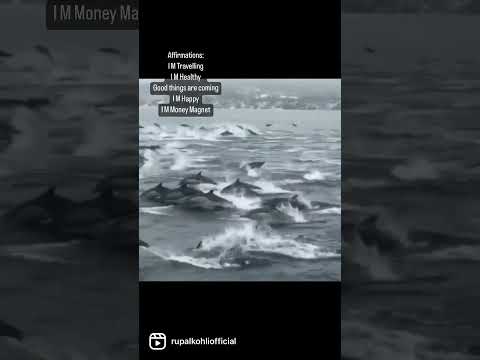 #trending #shorts #dolphin #viral #affirmations #loa #beach #ocean
