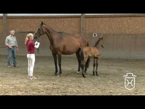 PI137 Stutfohlen von Livello - Quinar - Corofino I