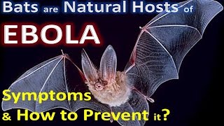 Ebola Virus Outbreak,Symptoms and How to not get ebola | How to prevent Ebola from spreading