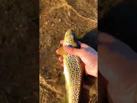Trout fish #viral #shortfeet #hashtags