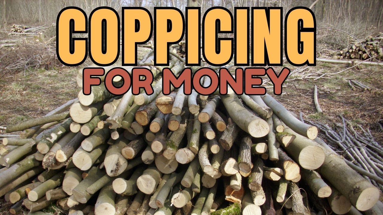 Creating a Polewood Economy