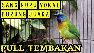 Download lagu CUCAK KINOI FULL TEMBAKAN !! mp3 Download lagu CUCAK KINOI FULL TEMBAKAN !! mp3