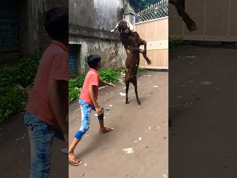 Eid Ul Azha 2021 Special Qurbani Bakra 🐐vs Boy Fight ✊ #eidulazha2021 #shorts