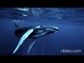 Humpback Whales HD Sound Effects Without Copyright 2020 Sound Hub