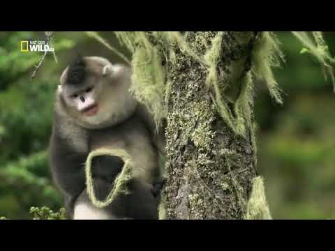 Загадочные обезьяны Шангри Ла Mystery Monkeys of Shangri La
