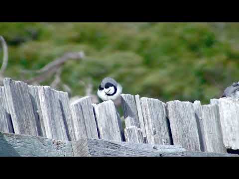 Fantomka bielolíca (Epthianura albifrons) — správanie a biotop