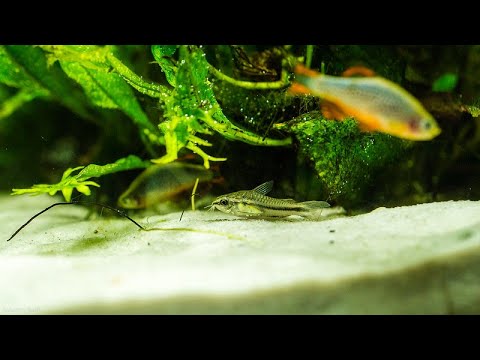 (246) Kirysek pigmej 4K FZ1000 Test