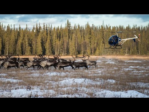 The reindeer herders of the north: On the trail of Sami culture