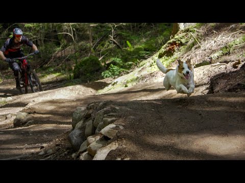 Weekend Slayer - Levi the Trail Dog - Micro Hit