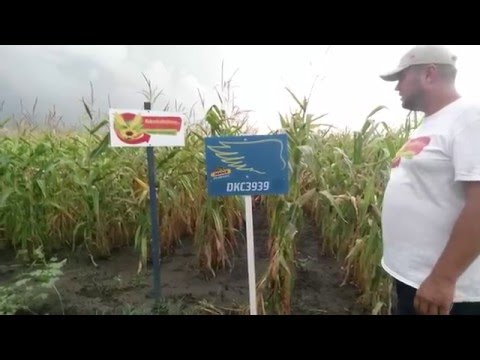 Dekalb DKC3939 kukorica vetőmag KukoricaVetőmag.hu Kft. 2015