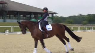 Championnats du Monde Jeunes Chevaux : sélection allemande des 6 et 7 ans