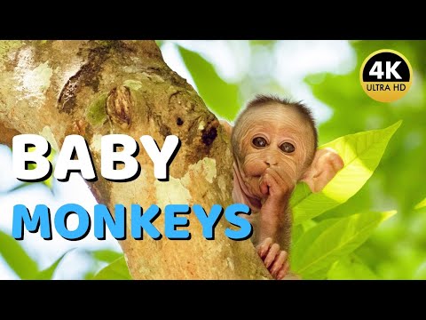 How Do Baby Monkeys Grow? Newborn Monkeys Revealed