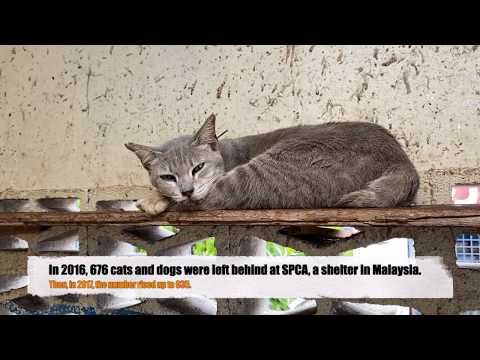 Paw Awareness(2020 Winter Project from AIESEC)