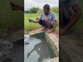 Amazing Viral Fish Catchined Fish Hunting Viral Shorts