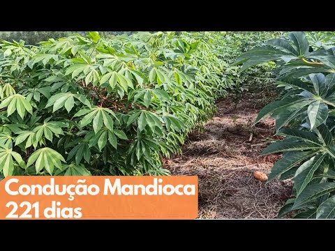 , title : 'Como Plantar Mandioca de Maneira Correta -221 dias de Ciclo macaxeira'