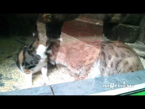 猫在动物园做了一件令所有人惊喜的事(视频)