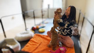 Day in the life of a poodle breeder| 3 puppies left. 美国泰迪宝宝找新家长，可飞全美