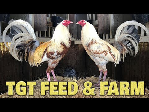 TGT FEED & FARM - Golden Boy Grey Farm Visit