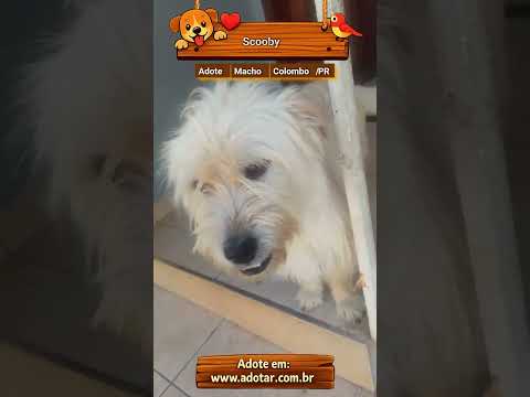 Vídeo de Scooby 
