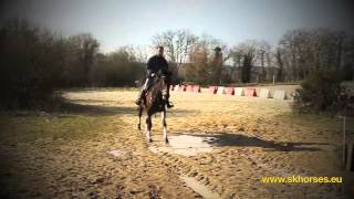 preview picture of video 'SK Horses - Présentation de Betylore - Cheval a vendre'