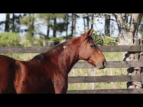 Lote 21   Adara da C Dois