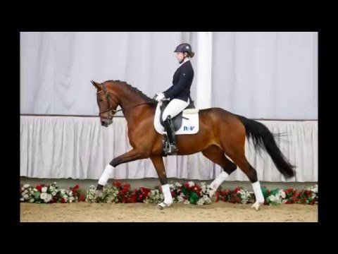 26 Donaulied  Stute v. Dankeschön - Jazz Rubin