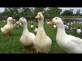Feeding The Ducks Seagulls At The Park