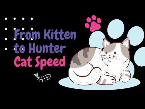 The Evolution of Cat Speed: From Kitten to Hunter