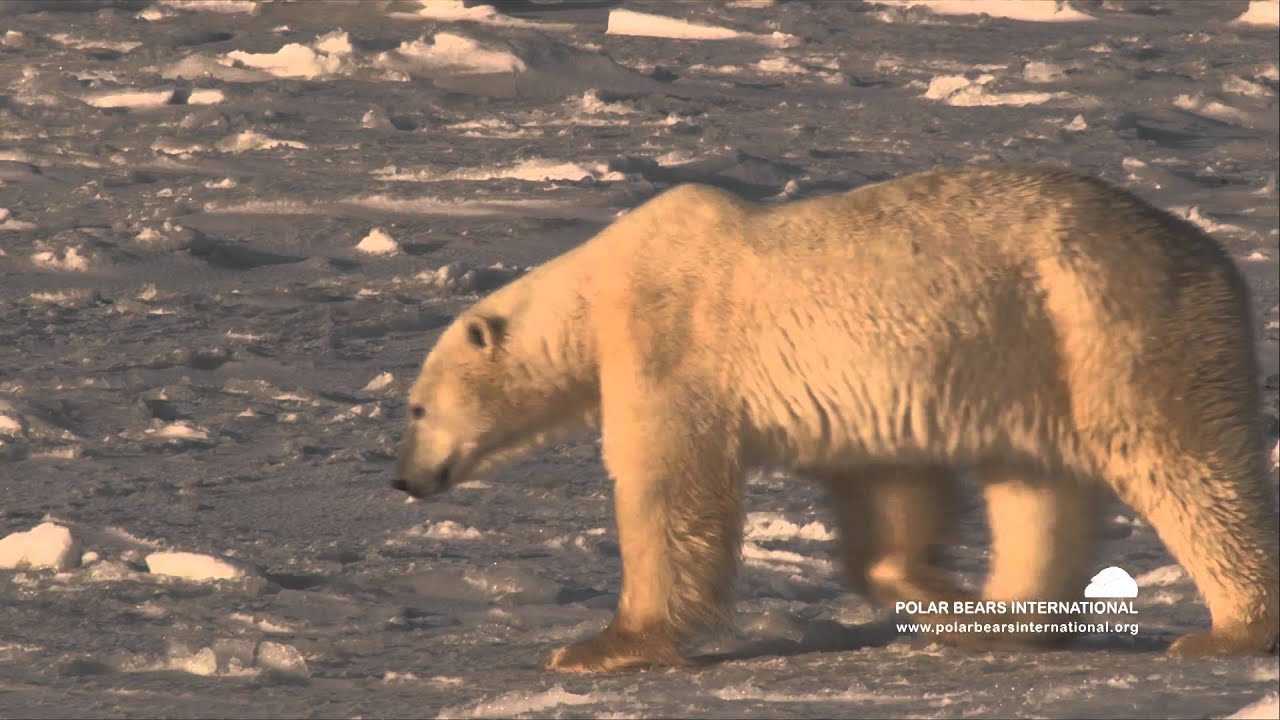 Polar Bears Frontier Scientists